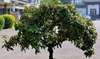 桂花树的成熟季节
